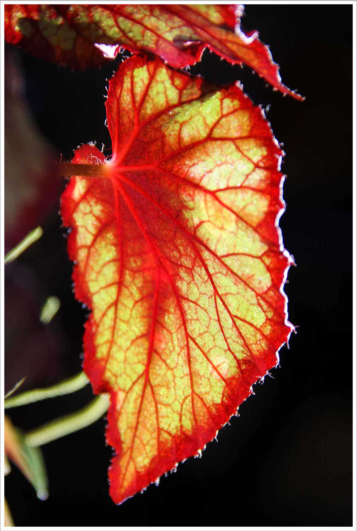 Natural Naturaleza 