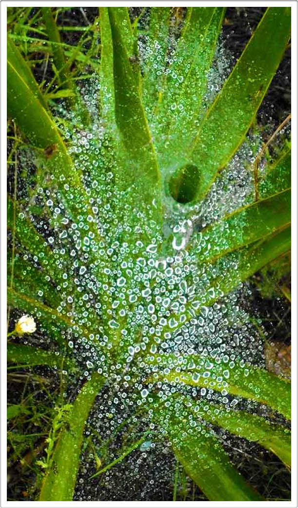 Naturaleza Natural 